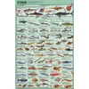 Laminated Educational Fish Chart Poster Laminated Poster 24 x 36in