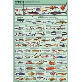 Laminated Educational Fish Chart Poster Laminated Poster 24 x 36in