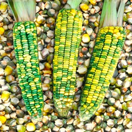 TomorrowSeeds - Green and Gold Dent Ornamental Corn Seeds - 90+ Count - for 2025 Planting Green Yellow Cornmeal Crafting Indian Maize Flint Kernels Untreated Vegetable Grow Your Own Home Farm Patio