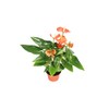 Orange Anthurium - 6" from California Tropicals