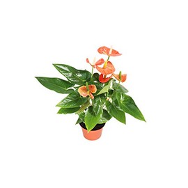 Orange Anthurium - 6" from California Tropicals