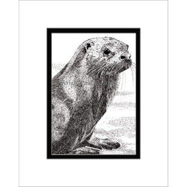 River Otter, Limited Edition, Matted Pen and Ink Print