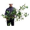 Artificial Rattan Tree Vines with Creeper Leaves Climbing Ivy Branches