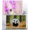 12 x British Wildlife Folding Greeting Cards with Envelopes. Blank