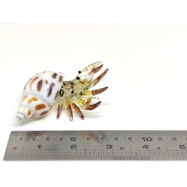 Sansukjai Seashell Hermit Crab Miniature Figurines Beach Animals Hand Blown Glass Art Collectible Gift Decorate - Spotted Babylon (Pastel Yellow)