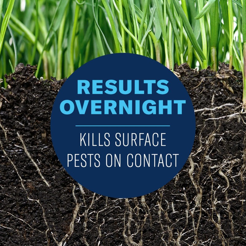 BioAdvanced 24-Hour Grub Plus Insect Killer Outdoor for Lawns, Ant,