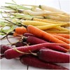 Seed Needs, Kaleidoscope / Rainbow Blend Carrot Seeds for Planting