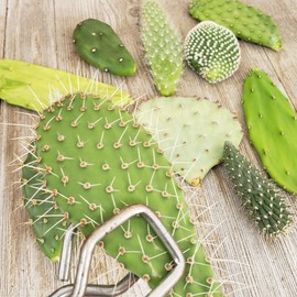 Opuntia pad 9 Assorted cuttings Cacti Cactus Succulent Real Live Plant