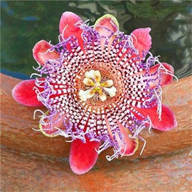 50pcs Mix Color Passion Flower Seeds Rare Potted Plants for Planting Outdoors Home Garden