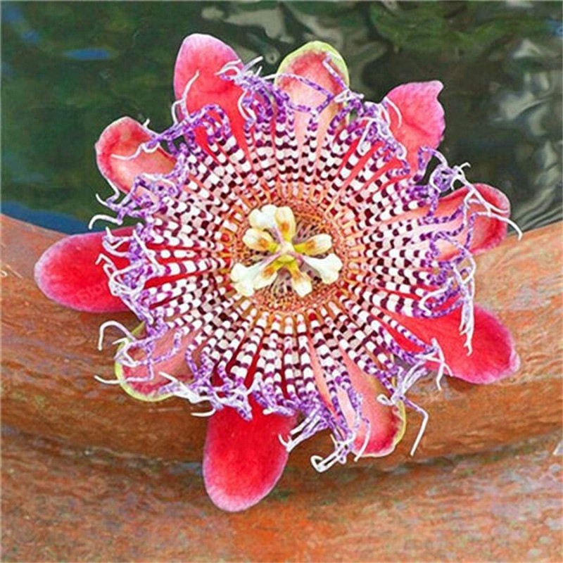 50pcs Mix Color Passion Flower Seeds Rare Potted Plants for