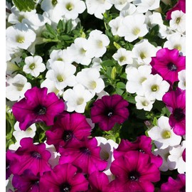 250+ Mixed Petunia Hybrida Flower Seed for Planting Outdoor Non GMO