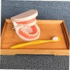 MAGICLULU Standard Typodont Teeth Model for Teaching Oral Hygiene Demonstration