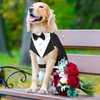 Illumifun Tuxedo Suit and Bandana Set, Elegant Dog Wedding Party