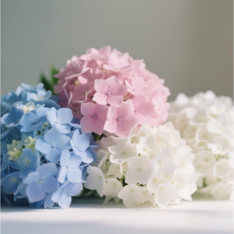 100+ Mix Hydrangea Seeds for Planting Macrophylla Giant Snowball Bonsai