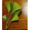 Ginkgo Leaf Natural Dried ~ Ginkgo biloba 100% Premium California