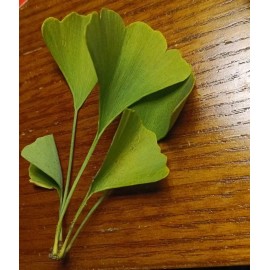 Ginkgo Leaf Natural Dried ~ Ginkgo biloba  100% Premium California USA Grown