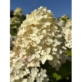 Hydrangea paniculata 'Limelight' (3 Gallon)
