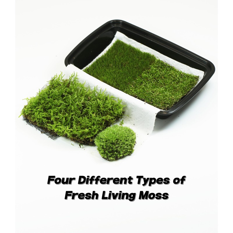 LUCKY PLANT Moss Terrarium Beding Live Moss Terrarium Moss Composite