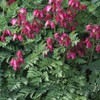 Outsidepride Dicentra Eximia - 100 Seeds