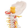 3B Scientific Cervical Spinal Column by 3B Scientific