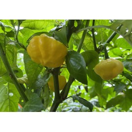 JS Brand (20) Scotch Brain Bonnet Seeds Super Hot Pepper
