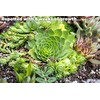 Sempervivum Succulents Plants Live Indoor Plants (3PK), Sempervivum Plants Live