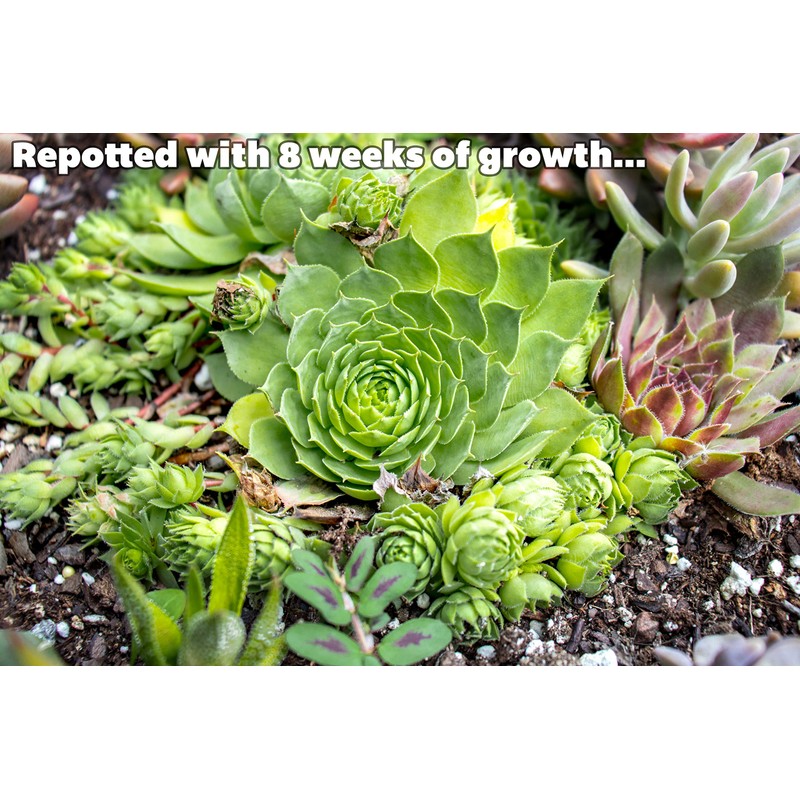 Sempervivum Succulents Plants Live Indoor Plants (3PK), Sempervivum Plants Live