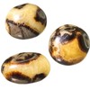 Septaria Stone 4 to 6 cm Natural Lithotherapy Collection Minerals