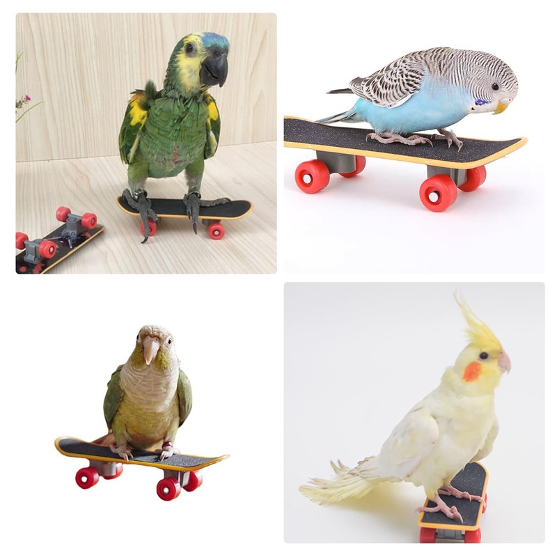 ZHEJIA Bird Toy, Mini Skateboard Toy, Pet Supplies, Educational Education,