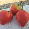FUN AND GROW SEEDS: Seeds Pink Bull's Heart Tomato Indeterminate