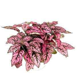 CTS Air Plants Large Hypoestes Pink Splash Live Potted House Plants Air Purifying, 4" Pot