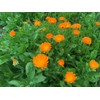 Dwarf Calendula Pot Marigold Ruddles Premium Seeds for Planting Packet