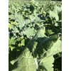 Hale Habitat & Seed Sugar Beet Food Plot Seed, 5