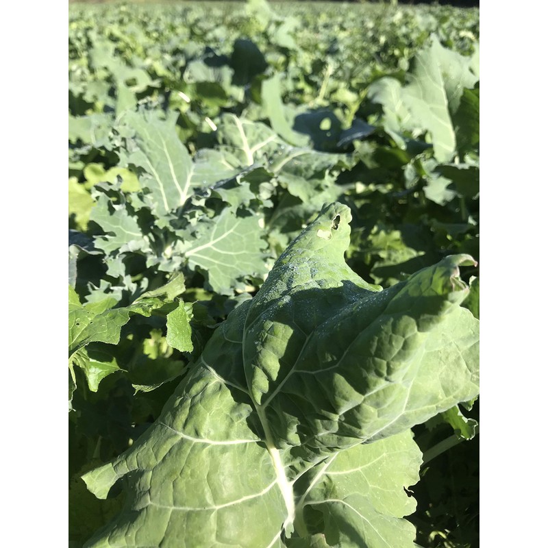 Hale Habitat & Seed Sugar Beet Food Plot Seed, 5