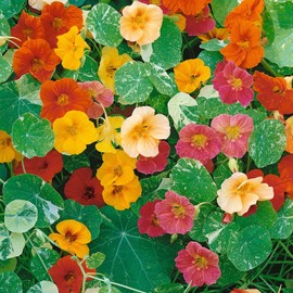 Eden Brothers Nasturtium Seeds - Alaska Mix Non-GMO Seeds for Planting, 1/4 Pound | Low-Maintenance Flower Seeds, Plant During Spring Season, Zones 1, 10, 2, 3, 4, 5, 6, 7, 8, 9