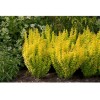 Proven Winners Berberis Gold Sunjoy Pillar Outdoor Or Home Bonsai