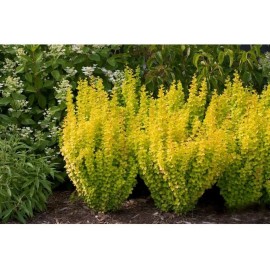 Proven Winners Berberis Gold Sunjoy Pillar Outdoor Or Home Bonsai Plant Proven Winners 4" Pot