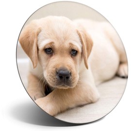 Destination Vinyl ltd Magnet for Refrigerator, Fridge - Cute Labrador Puppy Dog Fun for Office, Cabinet and Whiteboard, Magnetic Stickers, 2690