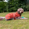 Ancol Stormguard Dog Coat in Terracotta - Waterproof Pet Jacket