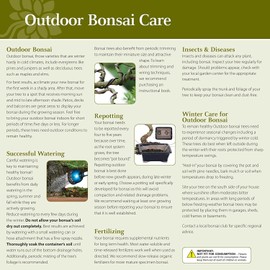 Brussel's Bonsai Live Gardenia Outdoor Bonsai Tree-4 Years Old 6" to 8" Tall with Decorative Container, Medium