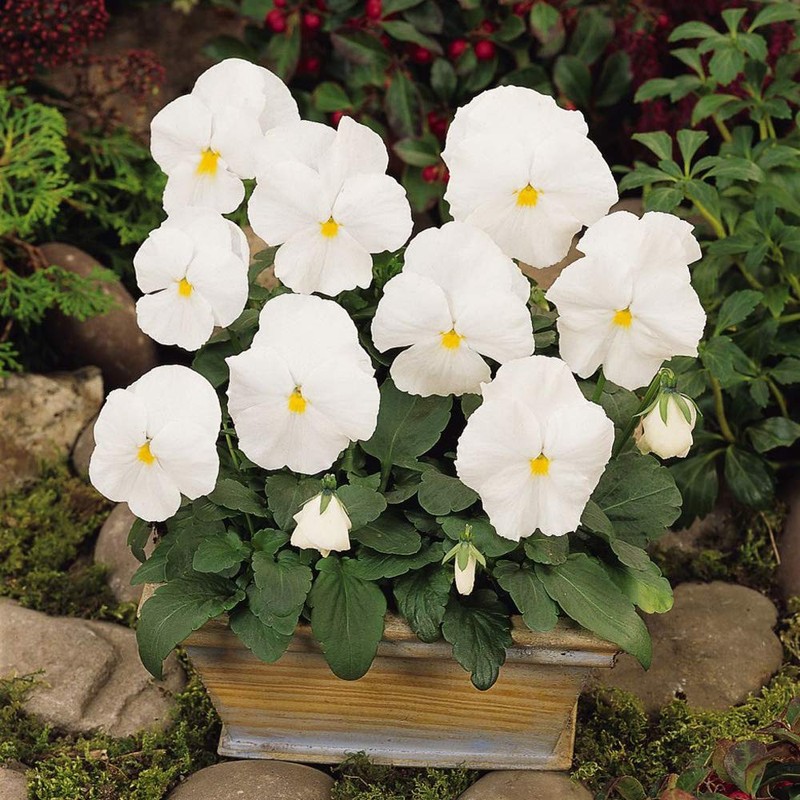 Outsidepride White Pansy Flower Seed - 2000 Seeds