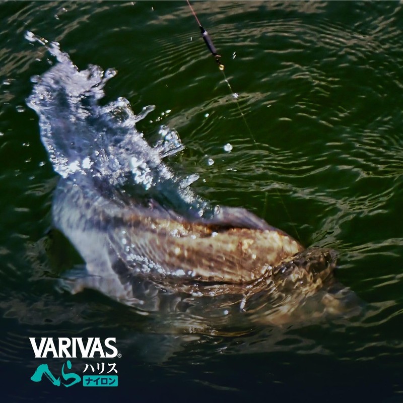 VARIVAS (バリバス) VARIVAS Hela Fishing Line, 50m Natural, No. 0.5