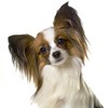 Papillon Dog Greeting Card - Square