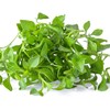 Outsidepride Watercress Herb Plant Seeds - 5000 Seeds