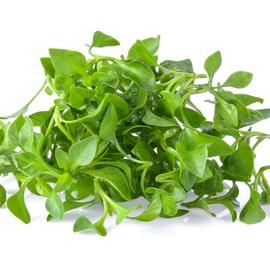 Outsidepride Watercress Herb Plant Seeds - 5000 Seeds