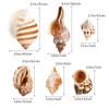 LIOOBO Hermit Crab Shells: 6Pcs Hermit Crab Conch Shells, Sea