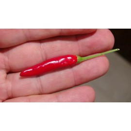 Sunshine Seeds Japanese Yatsufusa Pepper Seeds (30) / Chile Japones / FL GROWN / RARE / HOT