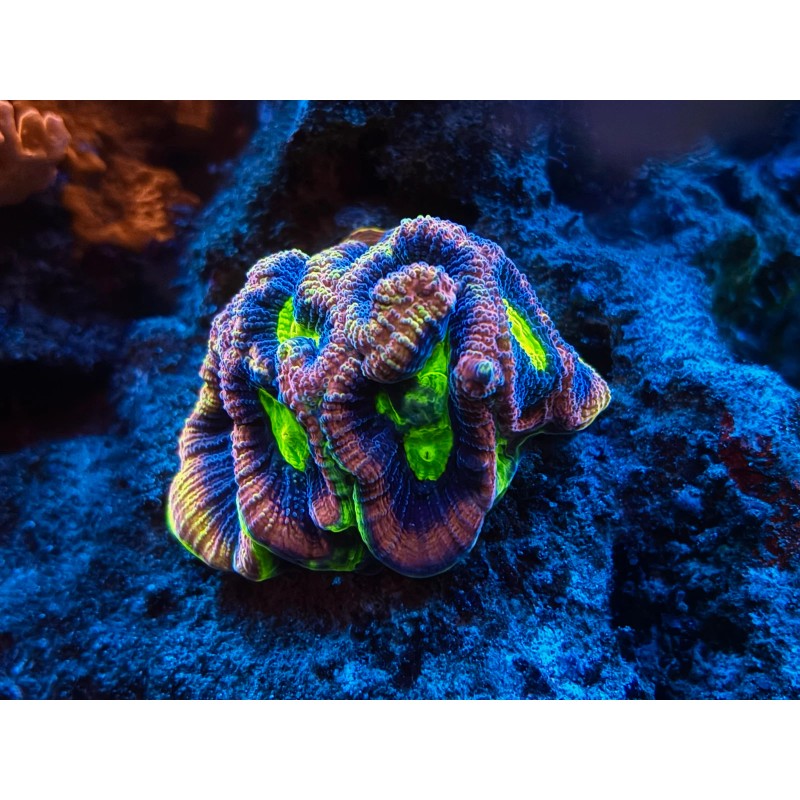 Perfect Corals Complete Trace System - 4 part - 1000