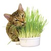 Seeds4planting - Seeds Cat Grass Complex Vitamin Non GMO Heirloom