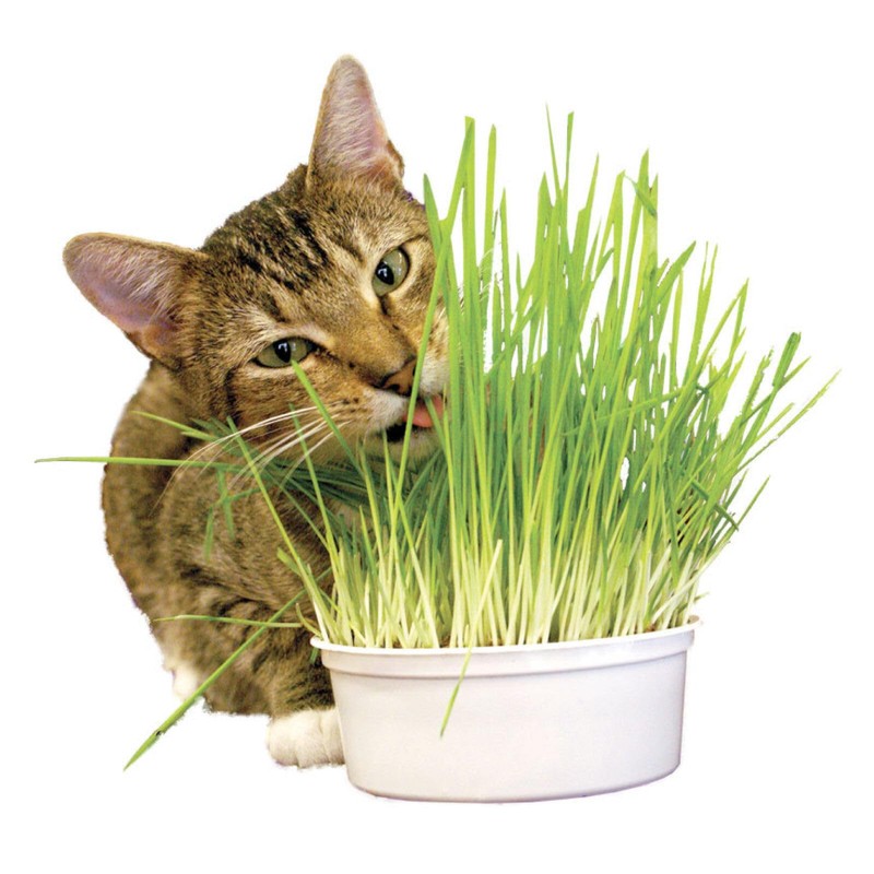 Seeds4planting - Seeds Cat Grass Complex Vitamin Non GMO Heirloom